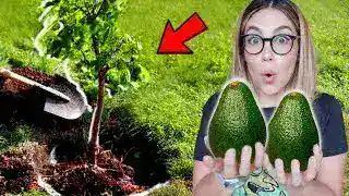 miniatura video